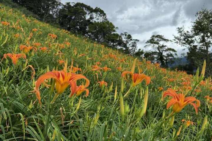 高溫炎熱山區留意午後雨　楊柳颱風最快下周二海警