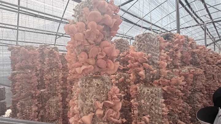 文縣木耳產業園,建構出從菌棒生產、菌種培育、標準化栽培到加工利用的完整產業鏈。圖/記者陳素貞攝