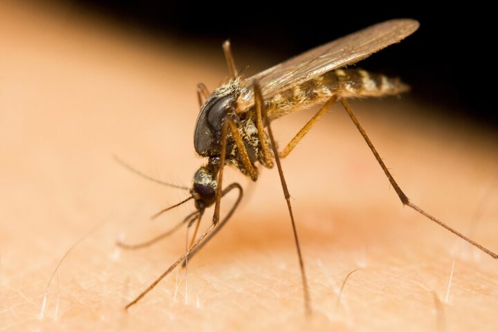 登革熱是由蚊子散布的急性傳染病。圖/取自FL Health Collier《推特》