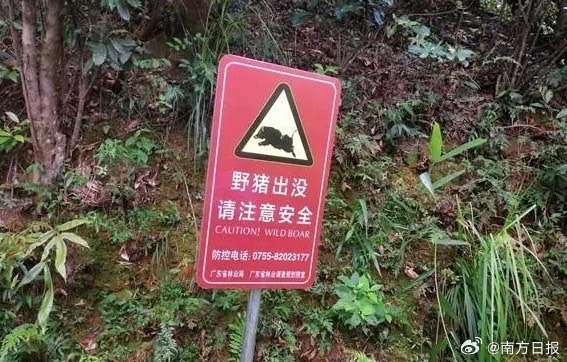 梧桐山景區有設立提示牌，建議遊客不打擾、不餵食。圖/取南方日報微博