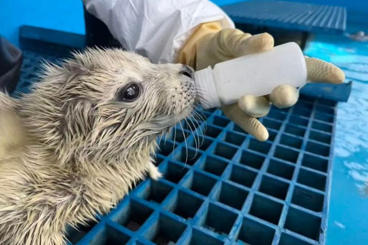 全盲斑海豹誕下寶寶「傳承」　人工繁育的牠有機會重歸大海