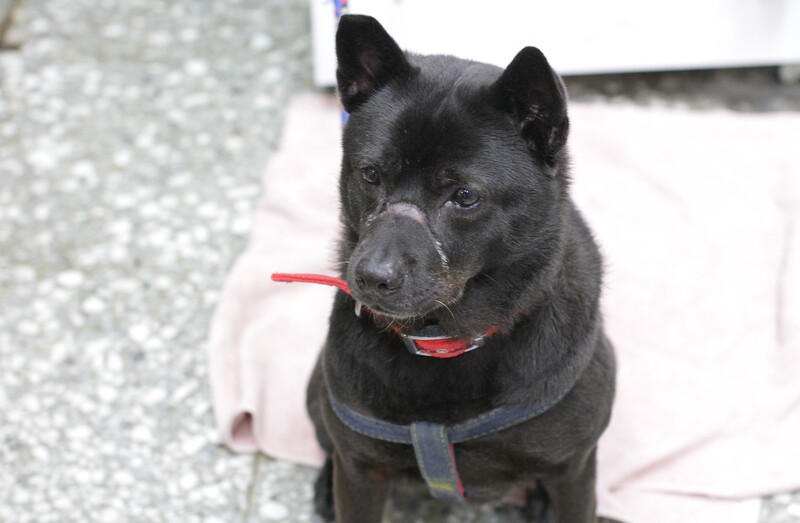 新北市樹林區柑園路日前發生犬隻受虐案，一隻黑色狗狗遭人以膠帶纏繞嘴巴造成傷口腐爛深可見骨，目前已康復並開放認養。圖/中央社