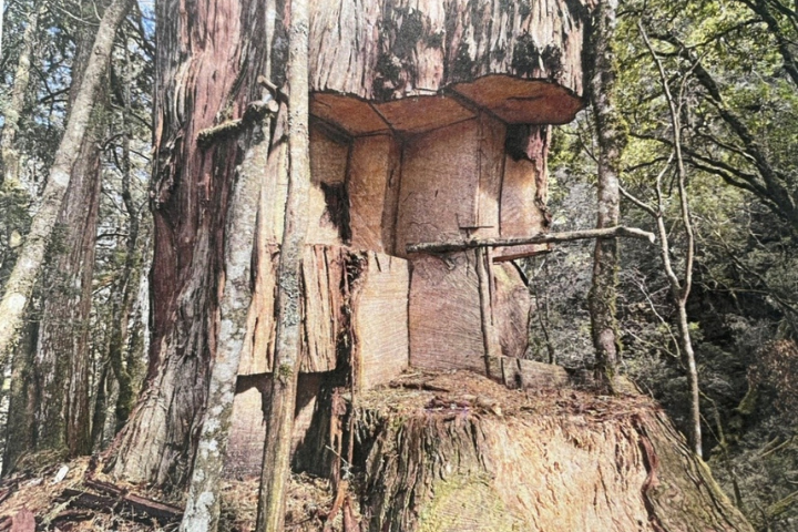 山老鼠太可惡！千年神木遭「開膛破肚」枯死 5越籍移工遭起訴