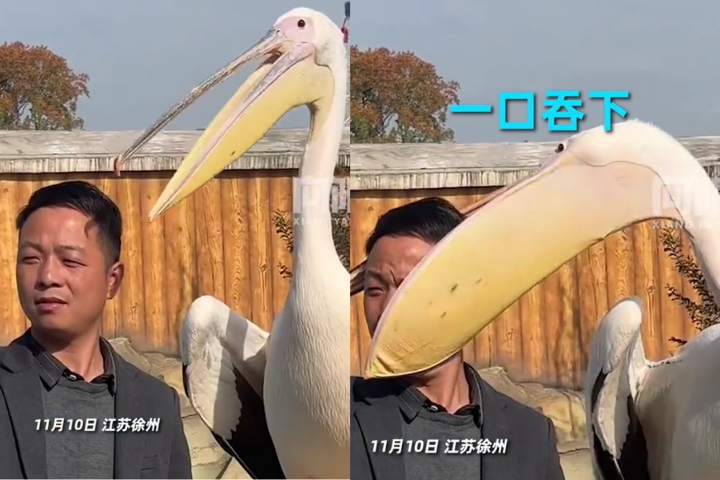 江蘇徐州一名男子在動物園拿手機與鵜鶘合照，豈料下一秒就遭鵜鶘張嘴攻擊。圖/取自微博向陽視頻