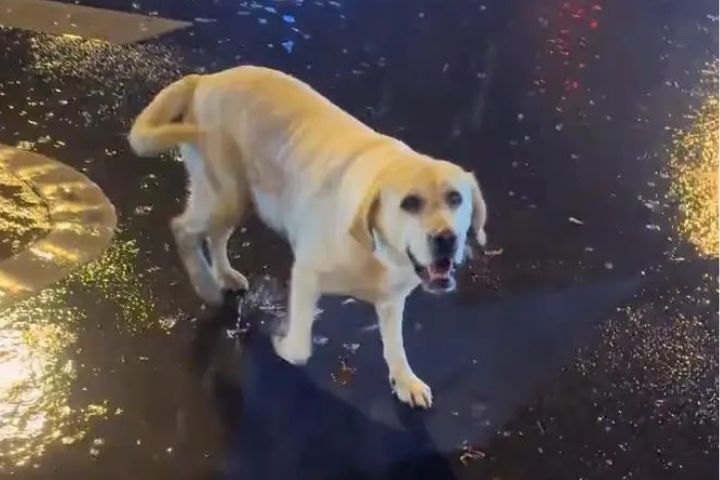 青島拉拉走失　失蹤三個月後現身長沙　奇蹟重逢人狗都哭了