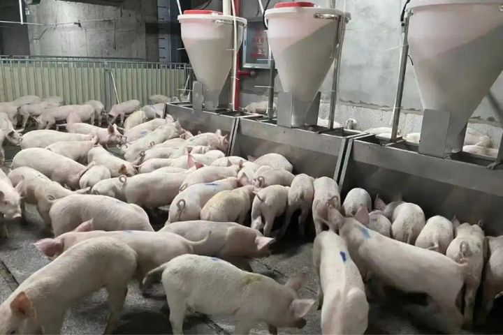 「八戒大廈」科技含量可一點不低。投餵系統全自動化，不需要過多的人力。圖/取自百度