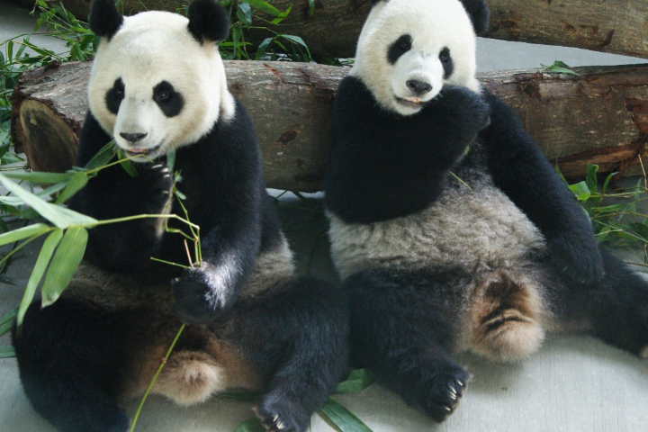 木柵動物園（台北市立動物園）目前有3隻大貓熊 (圓圓、圓仔、圓寶)。圖/取自北市動物園官網