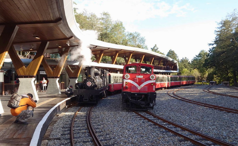 嘉義直達阿里山小火車,每日提供4班次定期列車服務。圖/中央社