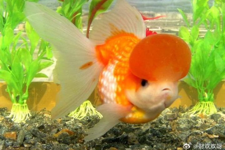 從池塘游進客廳 千年療癒明星 金魚穩居全球觀賞魚C位