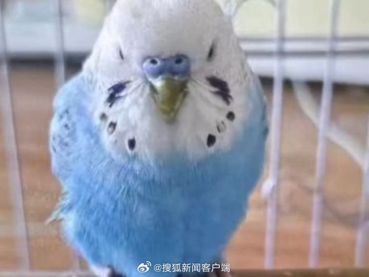 鸚鵡熱又稱「鳥疫」，是一種由鸚鵡熱衣原體引起的人鳥共通傳染病，傳染源不限於鸚鵡，鸽子、雞、鴨等禽鳥皆可能攜帶病原。圖/取自搜狐新聞客戶端