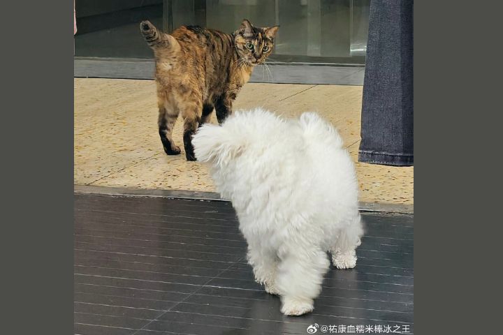從狗多貓少到向貓傾斜？寵物界的權力逆轉正在上演