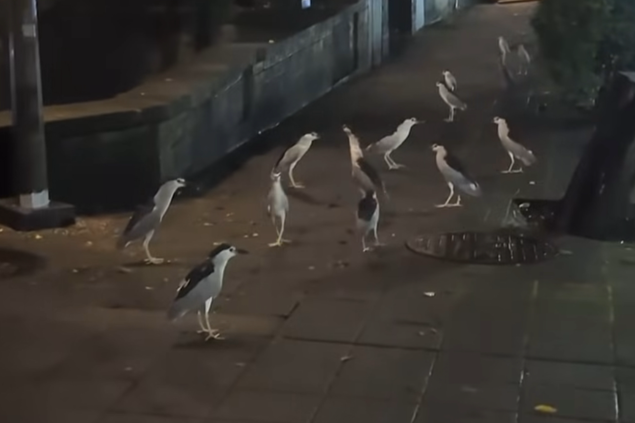 青鳥再翻車！稱蔣萬安砍樹害夜鷺沒有家　網酸爆：沒有腦嗎？