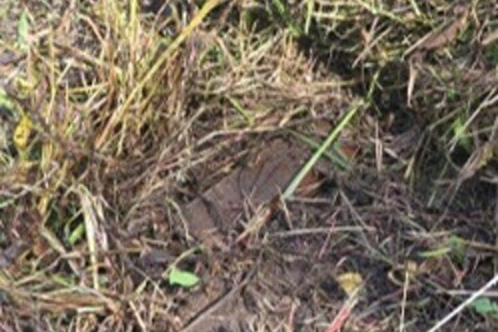 韓國初判非軍事區連環爆炸來自北韓地雷　金與正威脅邊界部隊將立即報復