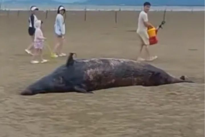福州海灘擱淺疑似布氏喙鯨急掩埋　恐錯失珍貴科研樣本