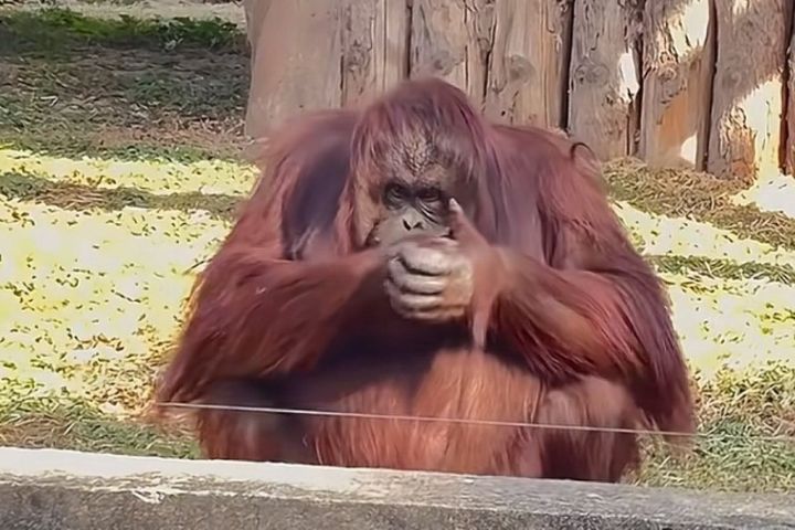 真懂人情世故？紅毛猩猩抱拳行禮　背後有傷心的真相