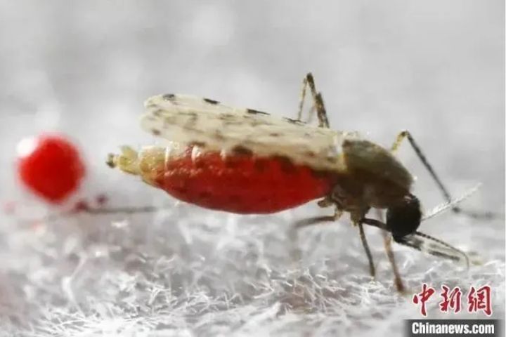 今夏你有「招蚊體質」嗎？科學解密蚊子為何總盯上你