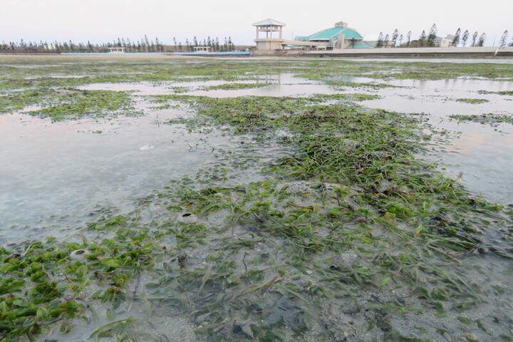 澎湖中心利用白沙港子社區海岸潮間帶，以及閒置魚塭進行5000株海草移植，為「潮間帶海草復育種原庫」建置跨出第一步，有效保護移植海草免受海浪擾動並穩定生長。圖/澎湖中心提供