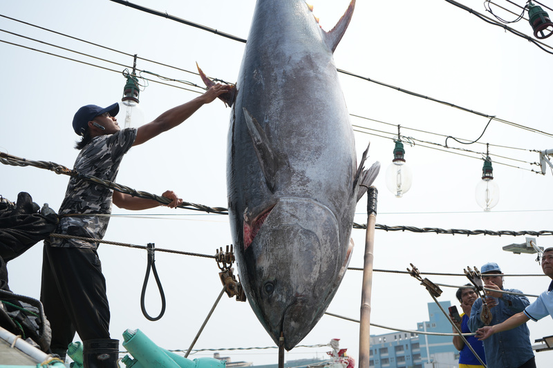 每年4到6月是太平洋黑鮪魚盛產期，圖為琉球籍漁船「安穩發8號」4月捕獲的今年屏東「第一鮪」黑鮪魚。中央社