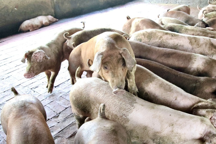 豬肉解禁了！無新增確診案例　明中午起可運送、7日恢復屠宰拍賣