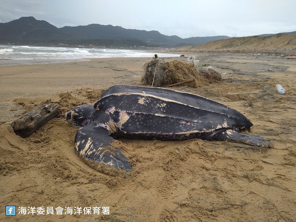2022年2月，新北市福隆沙灘發現海龜遭廢棄漁網纏繞。圖/取自海洋保育署