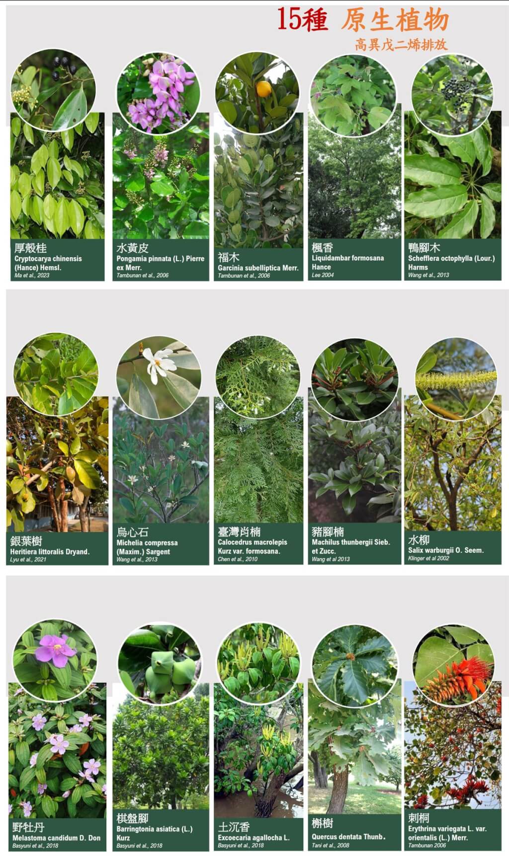 環境部列15種高排放異戊二烯之樹種，建議各單位在種植新樹時避開，引起林業專家反彈。圖/取自環境部網站