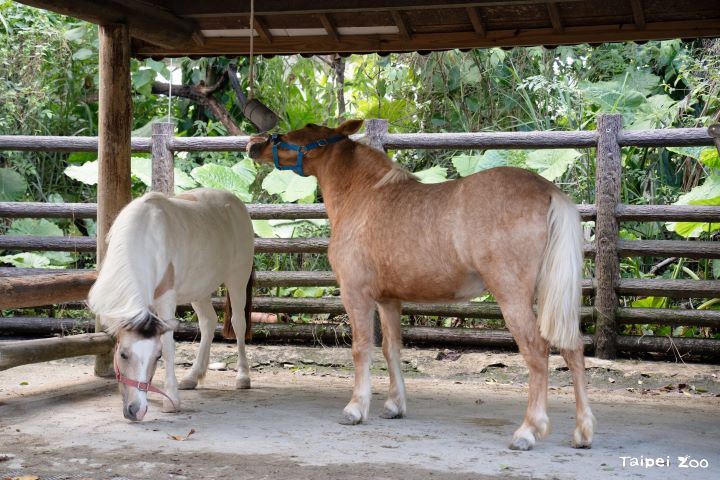 迷你馬、家驢老是分不清？動物園教你破解「指驢為馬」