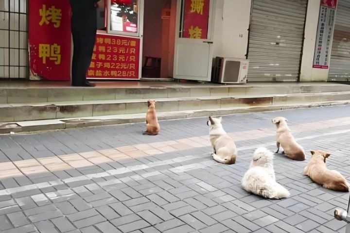 烤鴨店暖心餵養流浪犬　5隻汪汪每天排隊等吃鴨屁股