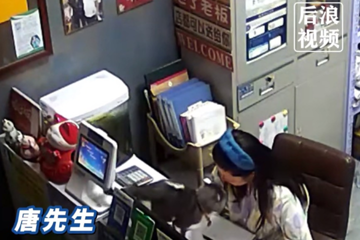 臨終前蹭頭主人告別　4歲英短貓最後的「反常撒嬌」