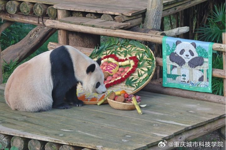 重慶動物園熱鬧開席！動物們共度「中秋團圓宴」就比誰萌
