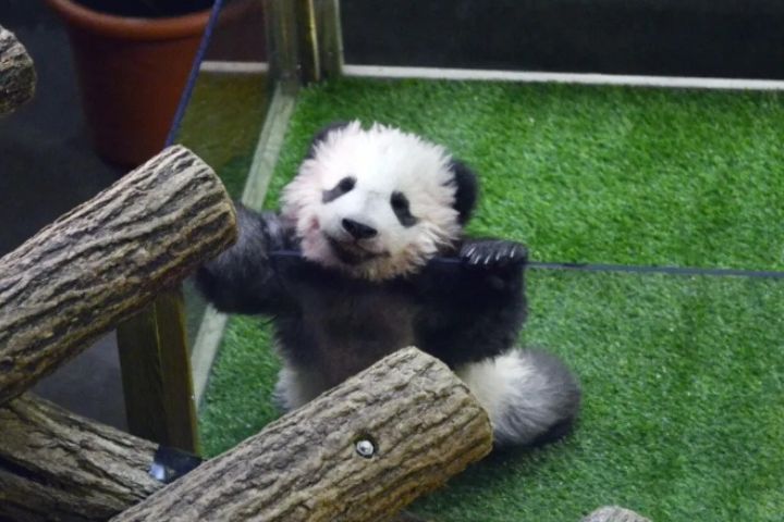 馬克宏訪華促成新貓熊合作　碧姬赴成都探視「圓夢」：變胖了