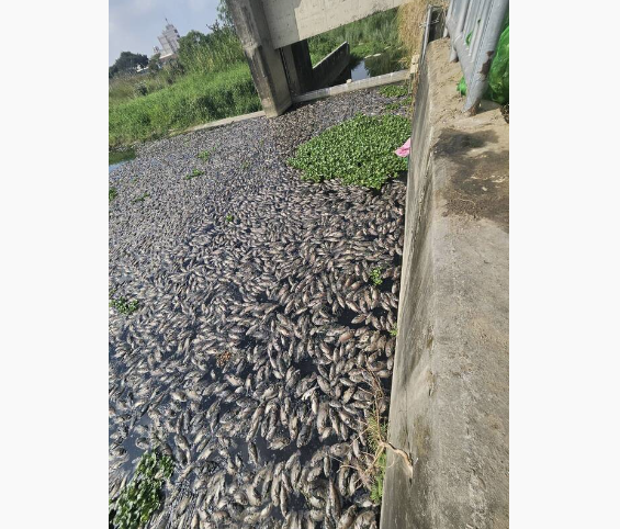 台中頭汴坑溪出現魚群死亡，魚屍粗估達上萬條。圖/中央社