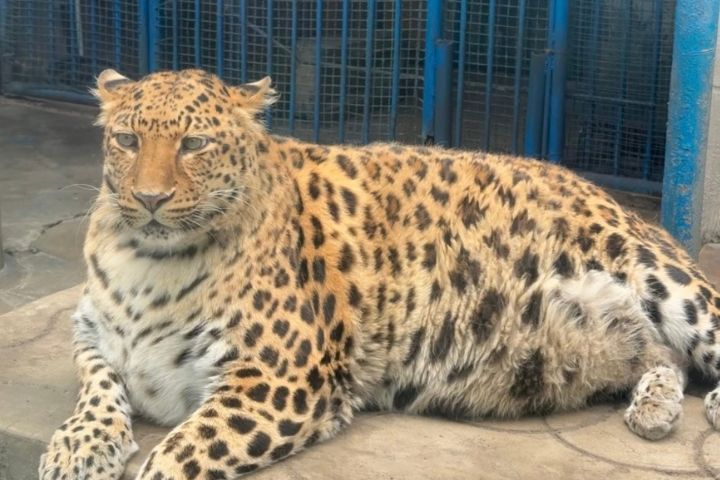 攀枝花動物園「集體發福」　豹警官圓潤、黑熊胖到沒脖子：減肥全失敗