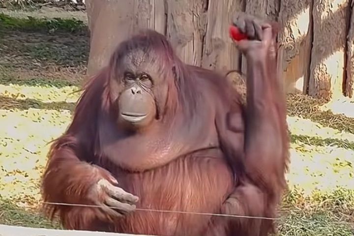 動物園內的紅毛猩猩熟練地單手接過遊客投餵的食物。圖/取自鄂漂說事微博
