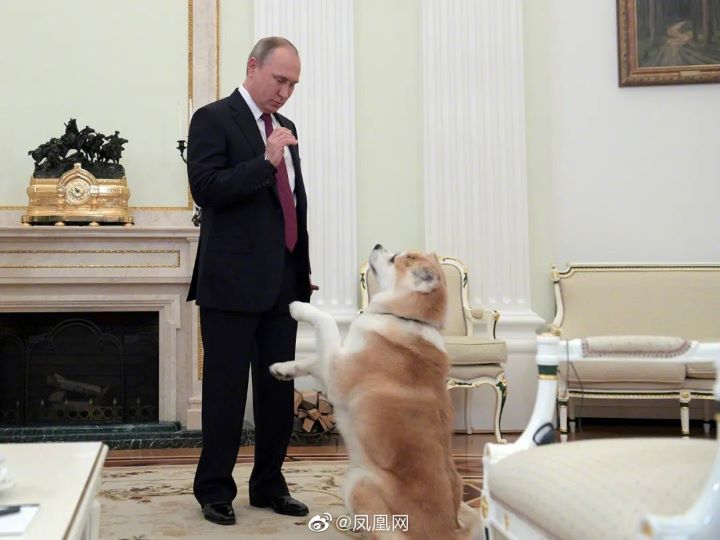 2012年，日本送給普丁一隻秋田犬，取名「夢」（Yume），多次出現在普丁與日本政要會面的場合。圖/取自鳳凰網微博