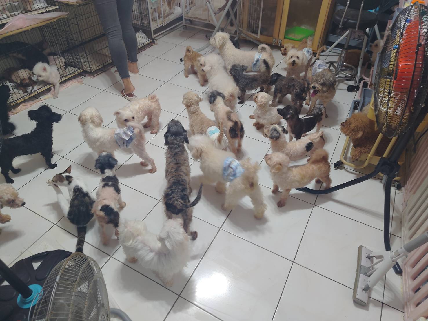 一名公寓住戶在狹小的空間中飼養了大量貓狗，因環境不整潔屢遭鄰居檢舉。圖/取自新北市政府網站