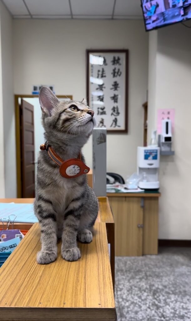 台中市警察局豐原分局翁子派出所日前接待幼兒園小朋友參訪，特別安排喵星人警長「伍丼么」出場。（警方提供）