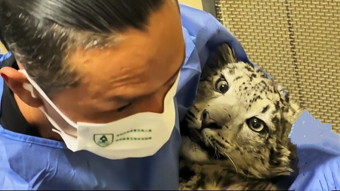 救助人員為雪豹「凌小蟄」治療。圖/取自西寧野生動物園
