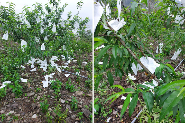 果園隨處可見被猴子濫採的套袋水蜜桃丟得滿地。圖/那瑪夏區代表盧林秀英提供