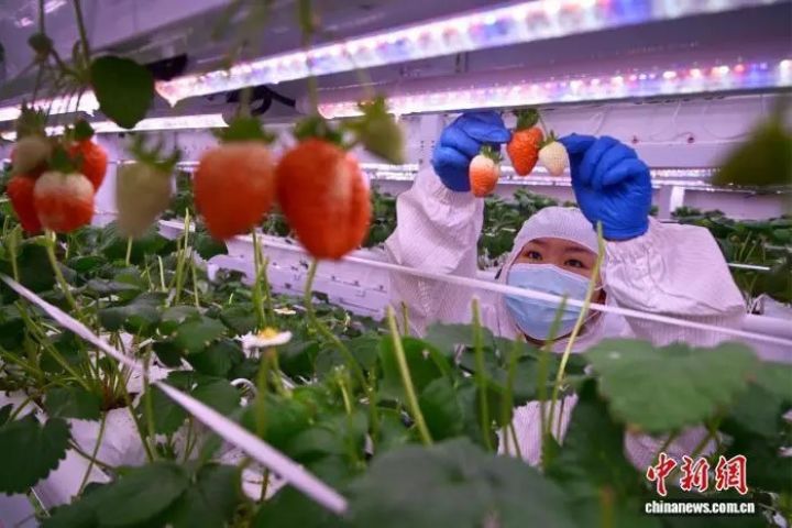 草莓全年上市、日產200公斤　成都打造西南最大智慧植物工廠　