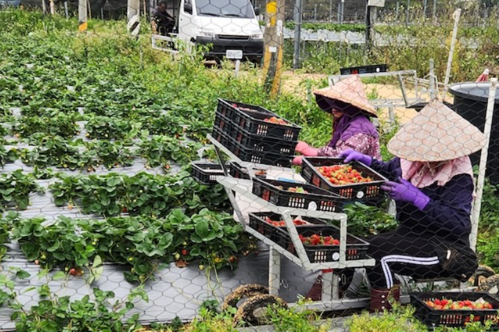 農業部與勞動部持續推動外籍移工政策，2025年進一步將開放總額由1萬2千人提高至2萬人。圖為人工整理草莓。圖/農糧署北區分署提供