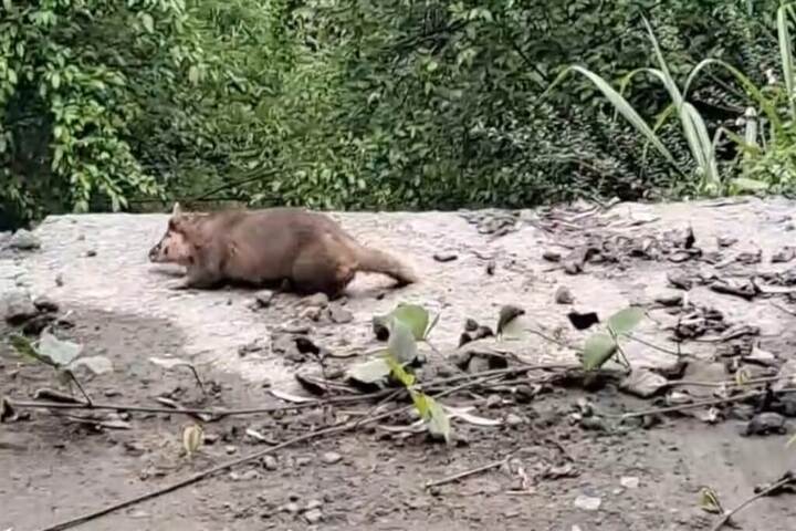 民眾在赤科山區產業道路拍下行為異常的鼬獾。圖/取自花蓮縣政府農業局