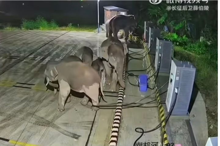 大陸雲南省普洱市思茅區近日出現罕見一幕,一群野生亞洲象深夜闖入汽車充電站。圖/取自微博影片