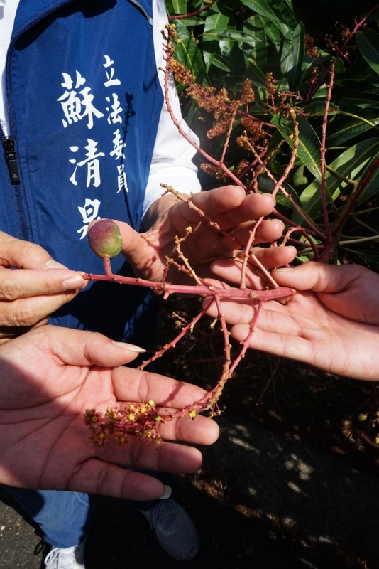 屏東縣枋山鄉芒果遭遇病蟲害導致落果，國民黨籍立委蘇清泉16日至產地勘查，籲相關單位從寬認定、給予現金救助，以解農民燃眉之急。圖/取自中央社