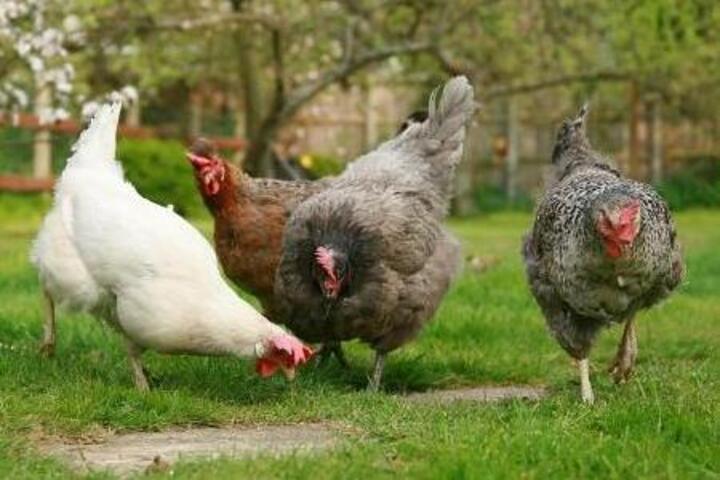 65歲男性死者生前接觸自家後院飼養雞隻後染病。圖非當事雞隻/取自CIDRAP官方《推特》