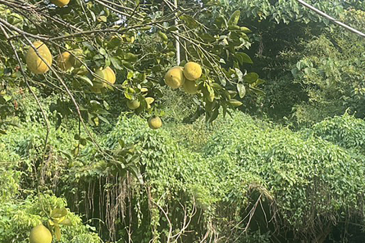 彰化縣芬園鄉1處果園廁所內6日發現1具骨骸，被查出是因投資詐騙損失超過新台幣1000萬元而失蹤1年多的許姓男子。圖/中央社