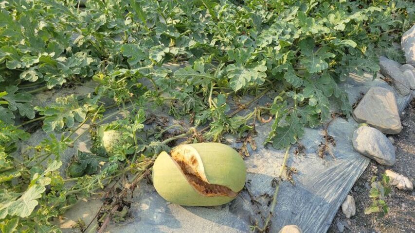 花蓮鳳林壽豐西瓜裂果產量減1至2成　政府公告為現金救助地區