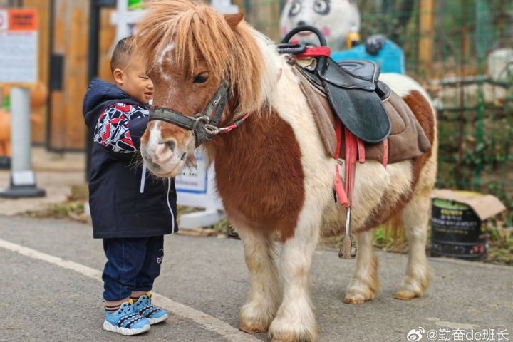 馬年最紅「生肖頂流」　呆萌「矮腳馬」每天便便5公斤