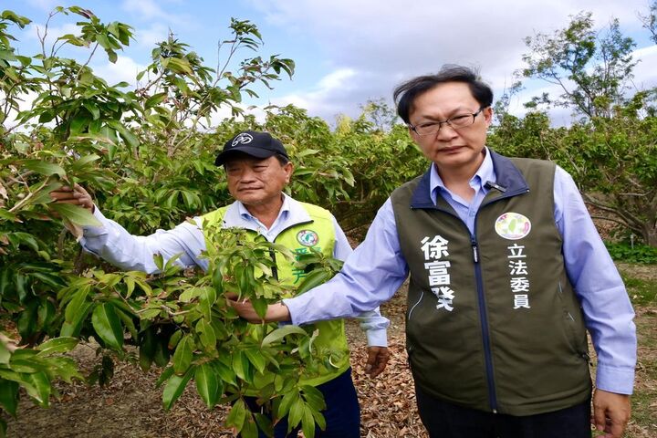 立法委員徐富癸前往恆春視察玉荷包荔枝受災狀態。圖/取自徐富癸《臉書》