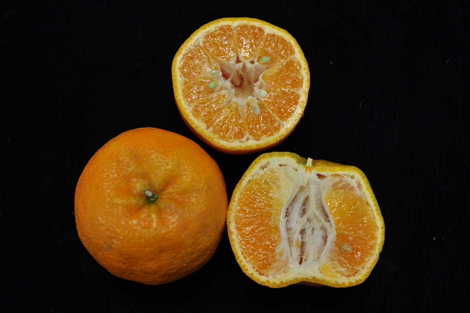 馬鈴薯、花生之後又來美國柑橘之亂？農業部深夜急滅火