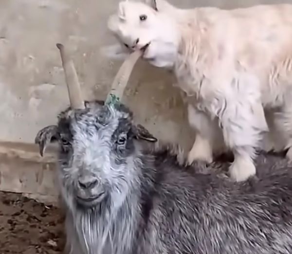  小羊啃咬羊角不只是生理需求，也常透過啃咬認識環境，與同類的身體接觸，是羊群中溫和且常見的互動方式。圖/取自三農頻道影片